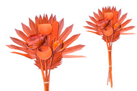 Exotic Palmspear orange 60cm Style 6